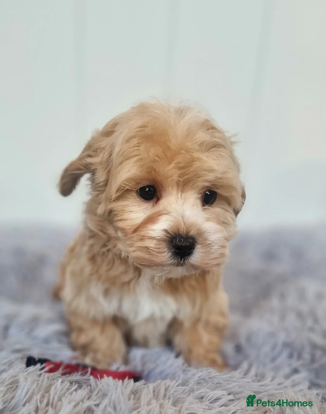 Maltipoo dogs for sale:  Beautiful health clear Maltipoo's - Advert 13