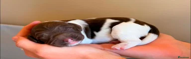 Sprocker Puppy 3