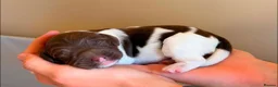 Sprocker dogs for sale: Sprocker pups in Rhyl - Advert 5