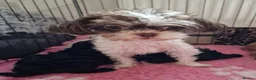 Mixed Breed dogs for sale: Doll faced Mikipoo - Advert 3