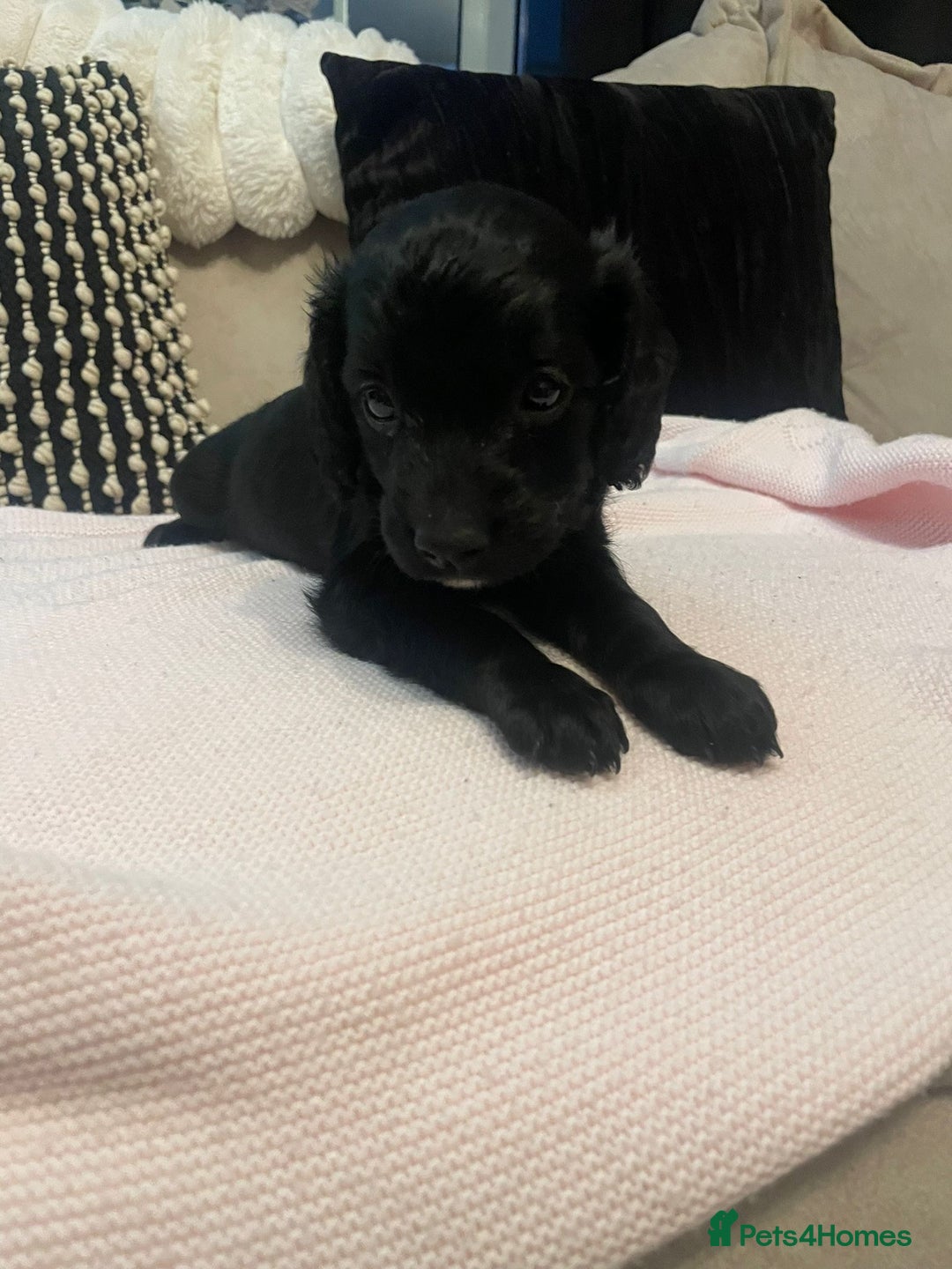 Cockapoo dogs for sale: 4 Stunning and Healthy cockapoos *2 girls 2boys* - Image 16