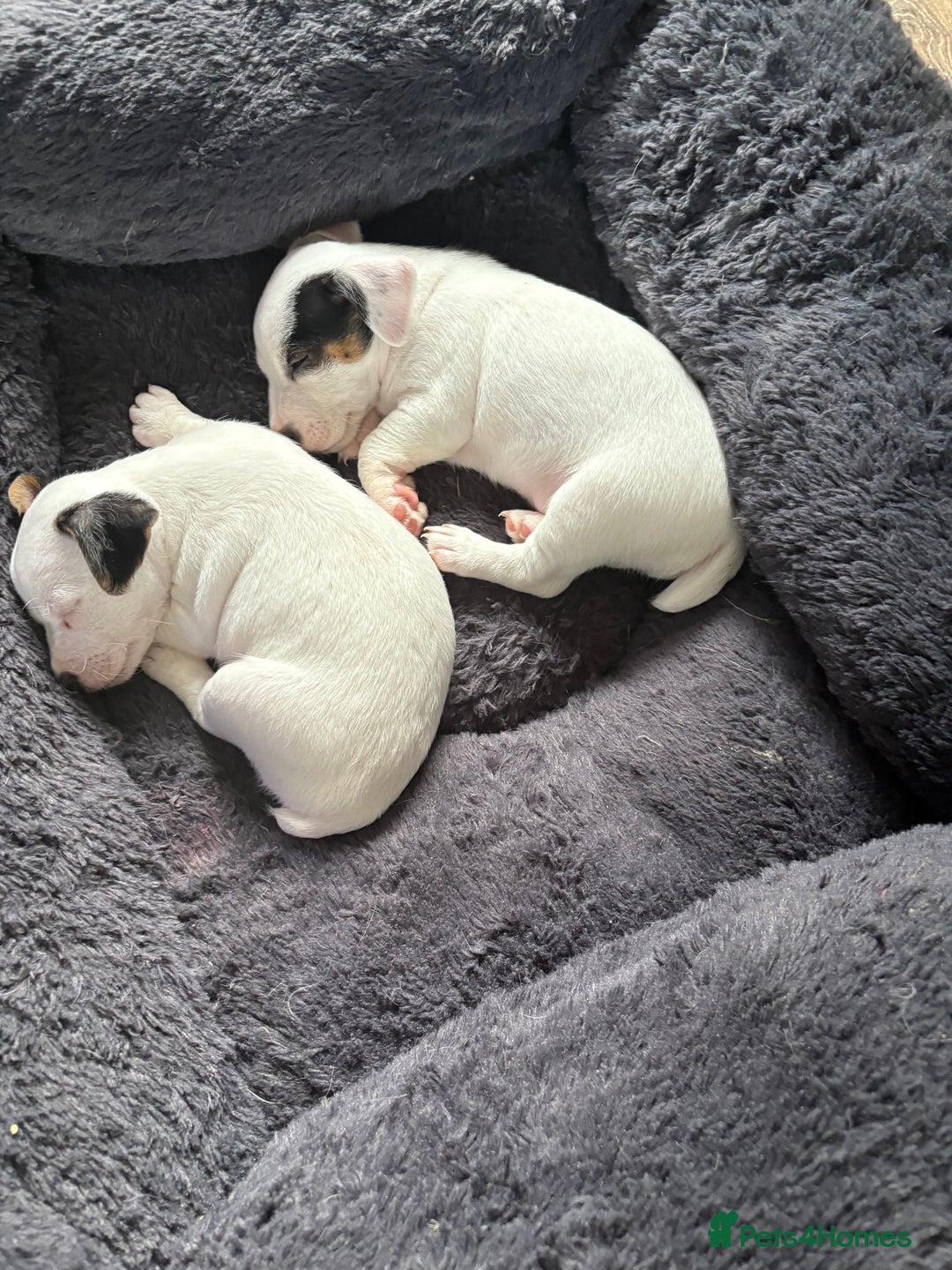 Jack Russell dogs for sale: jack Russell puppies for sell  - Image 4