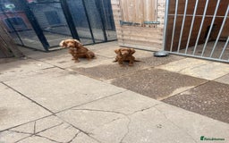 Cocker Spaniel dogs for sale: Cocker spaniel  - Advert 1