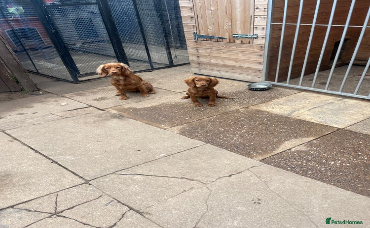 Cocker Spaniel dogs Cocker spaniel  - Advert 1