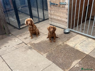 Cocker Spaniel dogs for sale: Cocker spaniel - Advert 1