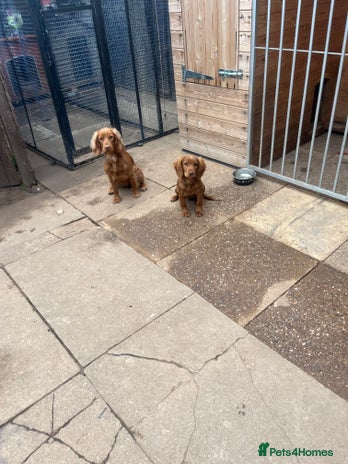 Cocker Spaniel dogs Cocker spaniel - Advert 1