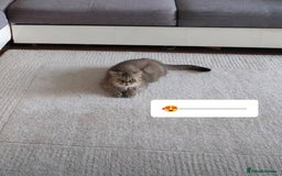 Scottish Fold cats for sale: Rare colours Scottish fold  in Brackley - Image 7