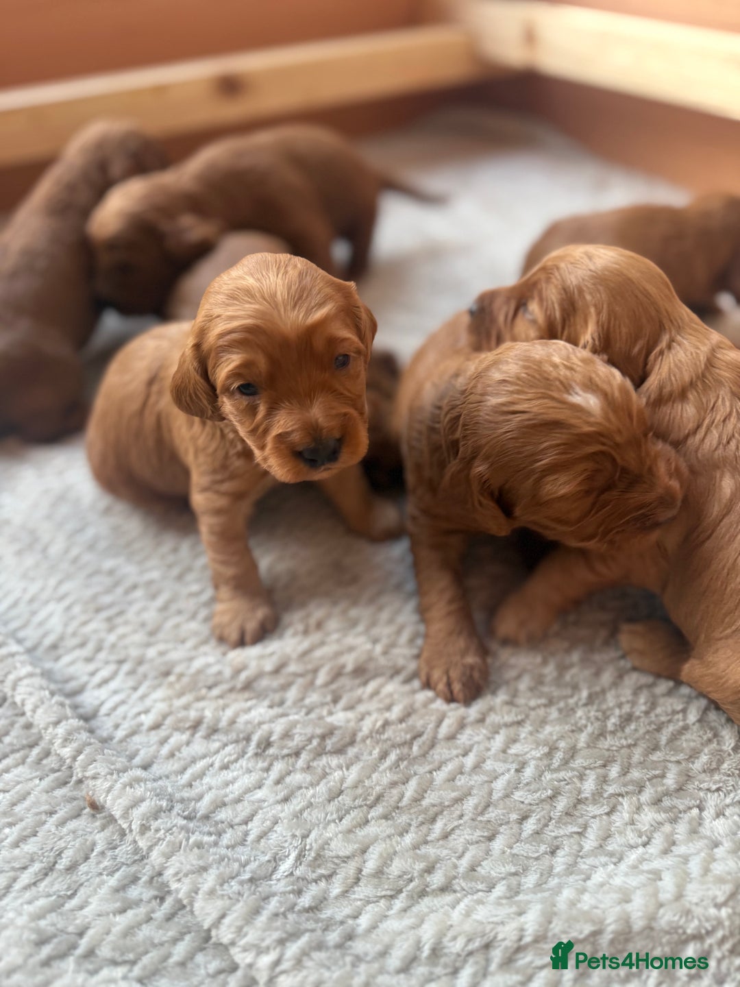 Cockapoo dogs for sale: 7 Golden Cockapoo girls - Advert 11