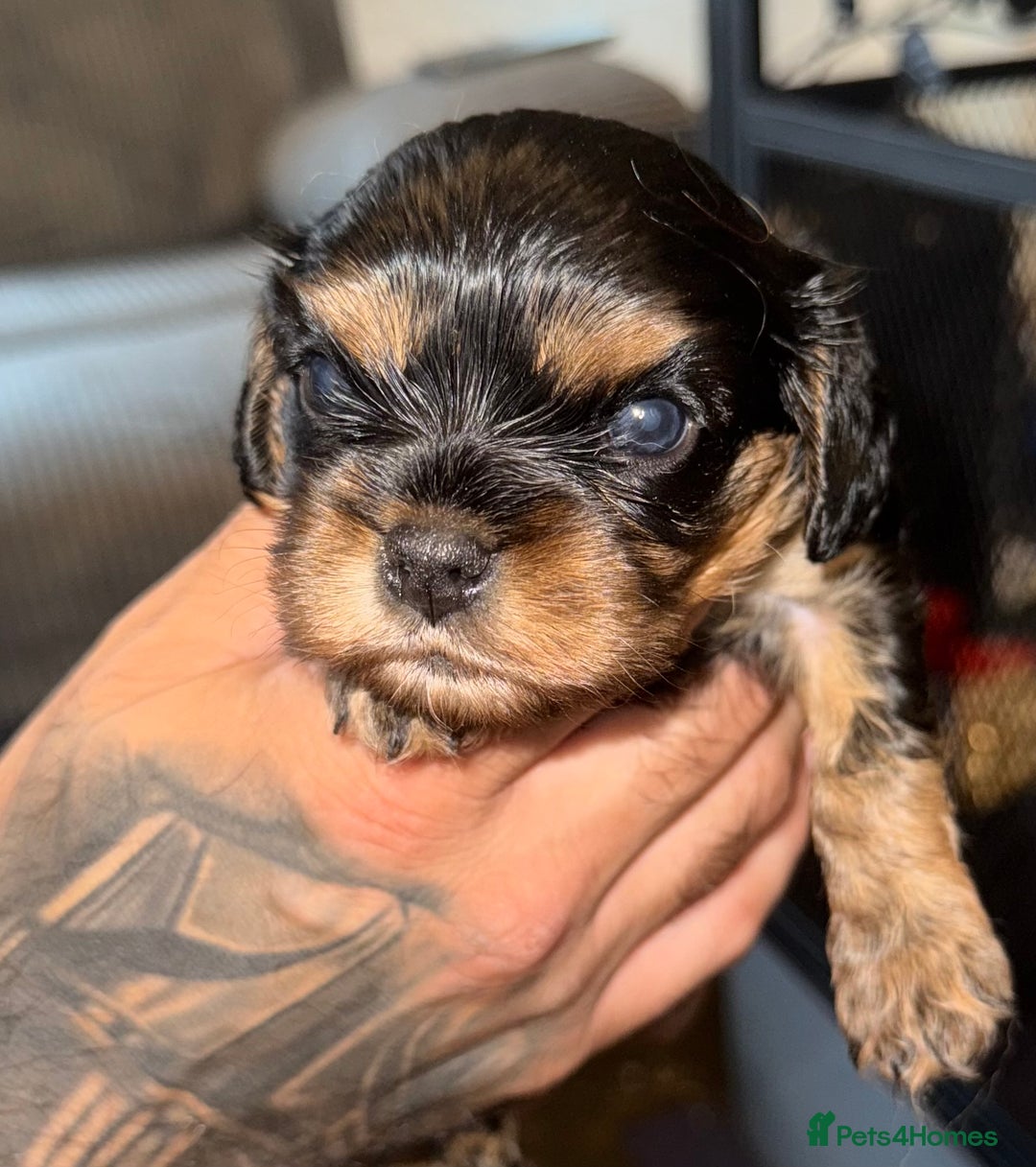 Cavalier King Charles Spaniel dogs for sale: 2 stunning little girls ready next week - Image 6