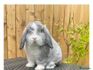 Mini Lop rabbits - Advert 12