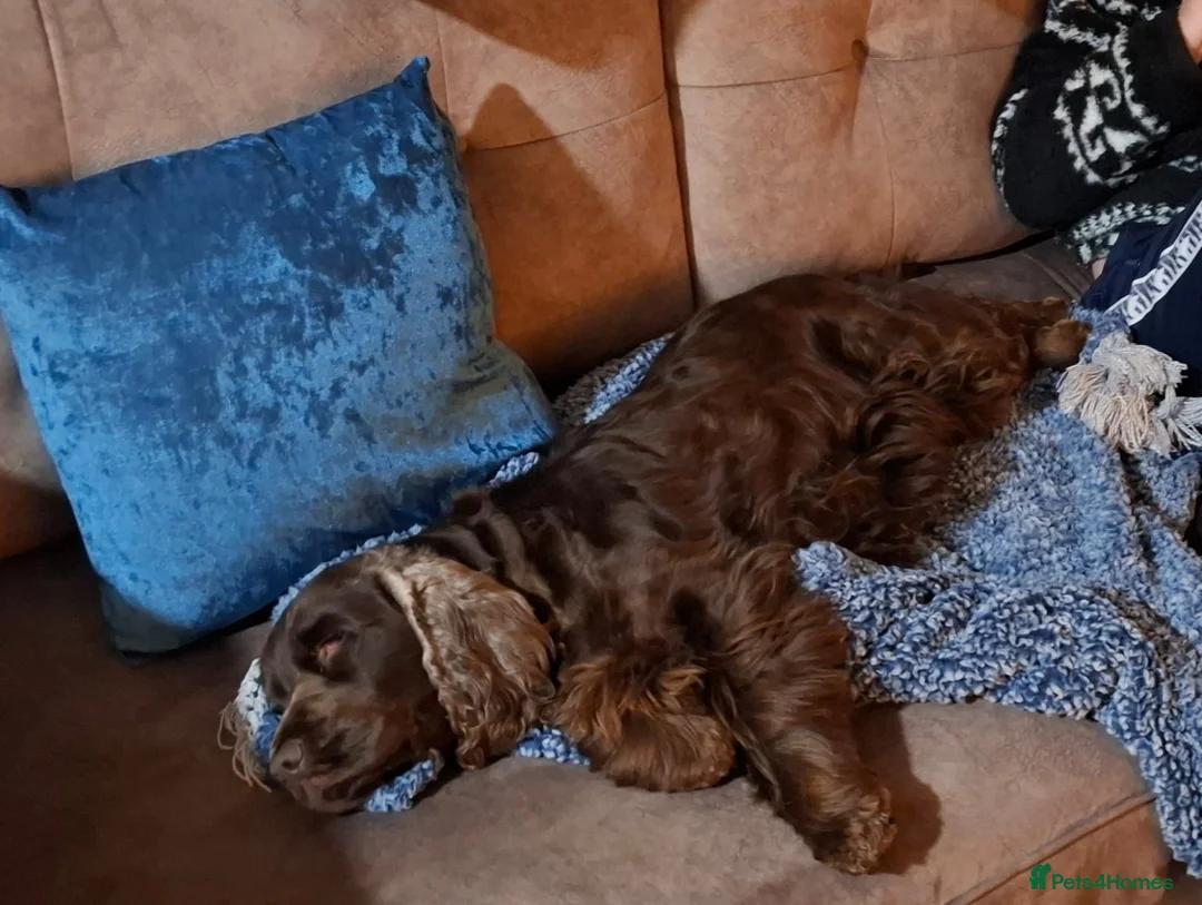 Cocker Spaniel dogs for sale: Chocolate Show type cocker spaniel female 4 years - Advert 4