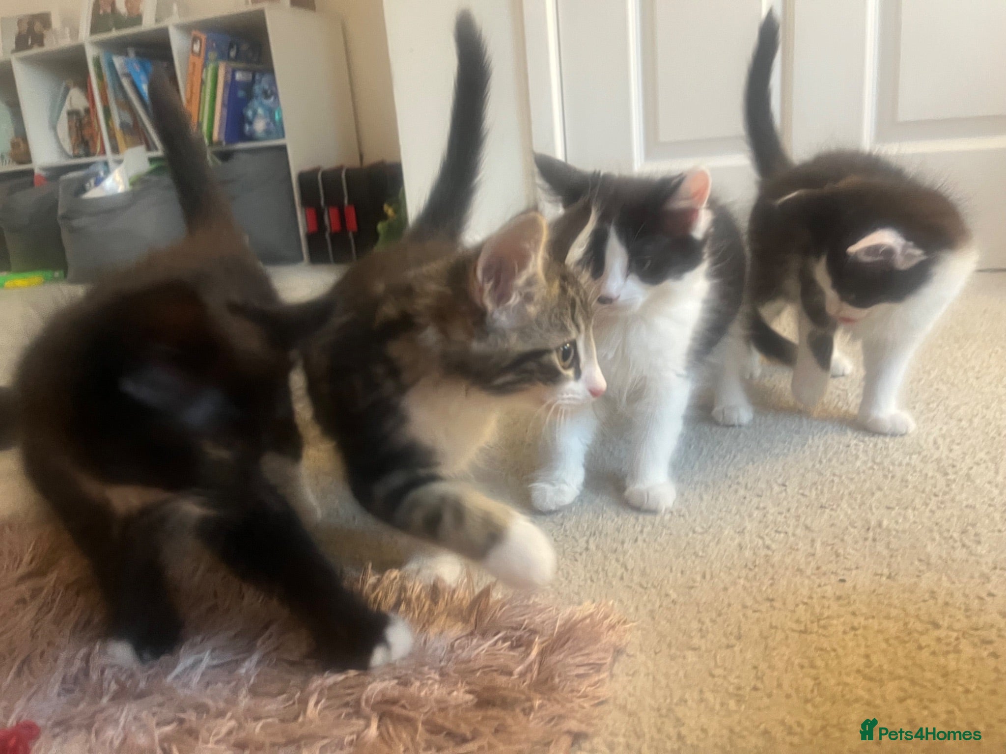 Mixed Breed cats Mainecoon/ragdoll kittens  - Advert 8