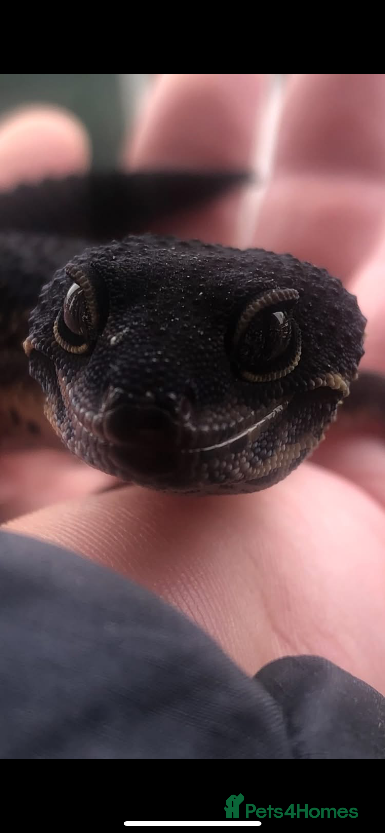 Leopard Gecko reptiles 3 x pure black night leopard geckos - Advert 1