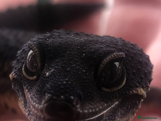 Leopard Gecko reptiles 3 x pure black night leopard geckos - Advert 1