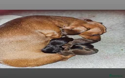 Miniature Dachshund dogs for sale: Miniature dachshund puppies  - Image 3
