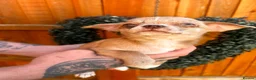 Chihuahua dogs for sale: 🐾 REDUCED🐾 4 pups left 🐾Merle Chihuahua Puppies - Advert 15