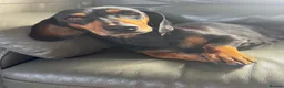 Dachshund dogs for sale:  DASCHUNDS ALL REHOMED - Advert 6