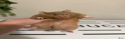 Hamster rodents for sale: Pedigree Syrian hamster baby - Advert 2
