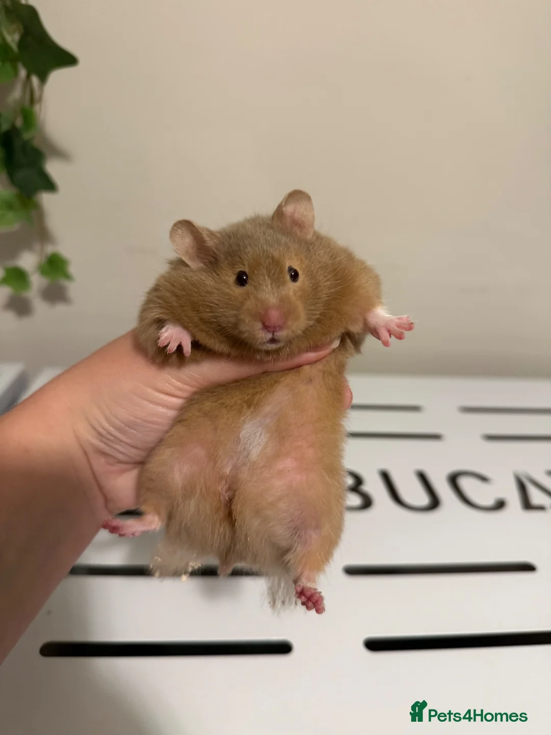 Hamster rodents for sale: Pedigree Syrian hamster baby - Advert 2