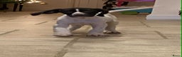 German Shorthaired Pointer dogs for sale: ⭐ 6 adorable German shorthaired pointer puppies ⭐️ - Advert 28