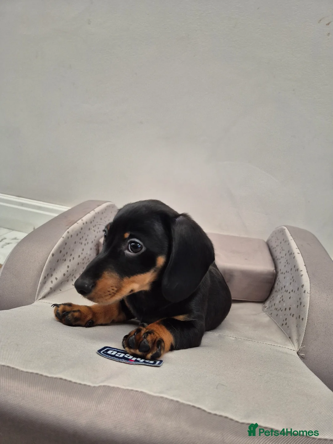 Dachshund dogs for sale: 💙 Miniature Dachshund Boy!💙 - Advert 28
