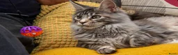 Maine Coon cats for sale: Champion GCCF Maine Coon kittens  - Advert 5