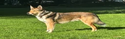 Mixed Breed dogs for sale:  Australian shepherd x boarder collie/rough collie in London - Advert 6