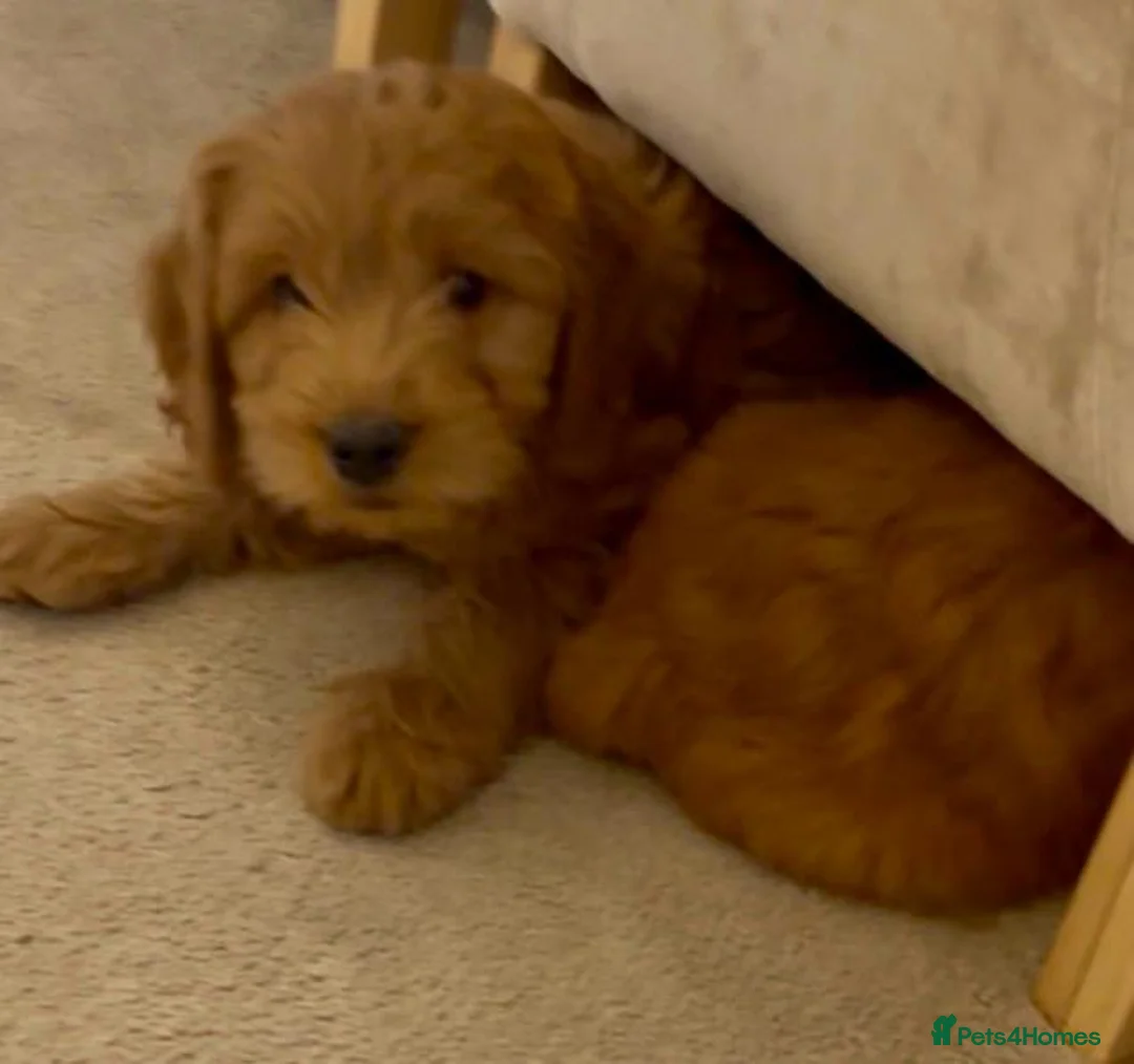 Cockapoo dogs for sale: Beautiful Cockapoo Puppies  - Advert 7