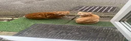 Mixed Breed cats for sale: Ginger kittens 4 sale in Bournemouth - Advert 2