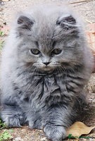 British Longhair cats - Advert 10