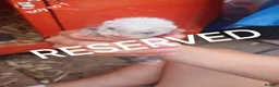 Ferret rodents for sale: Baby Ferret kits look at description!  - Advert 10