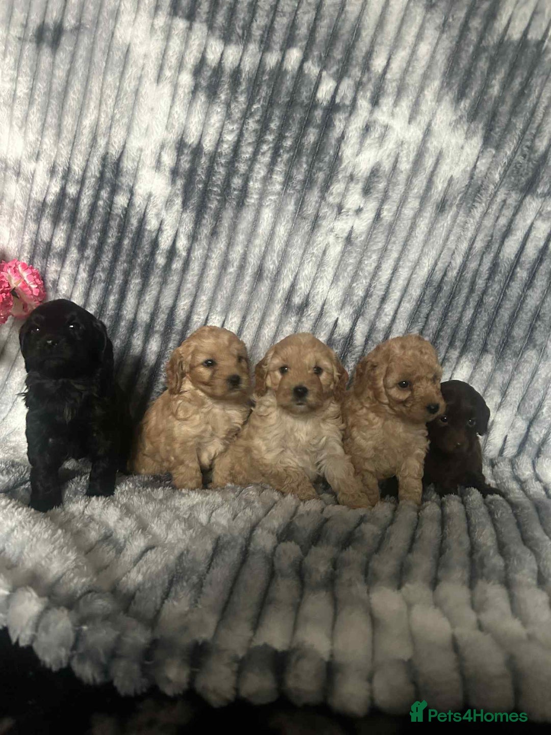 Cockapoo dogs for sale: F1B cockapoo  - Image 6