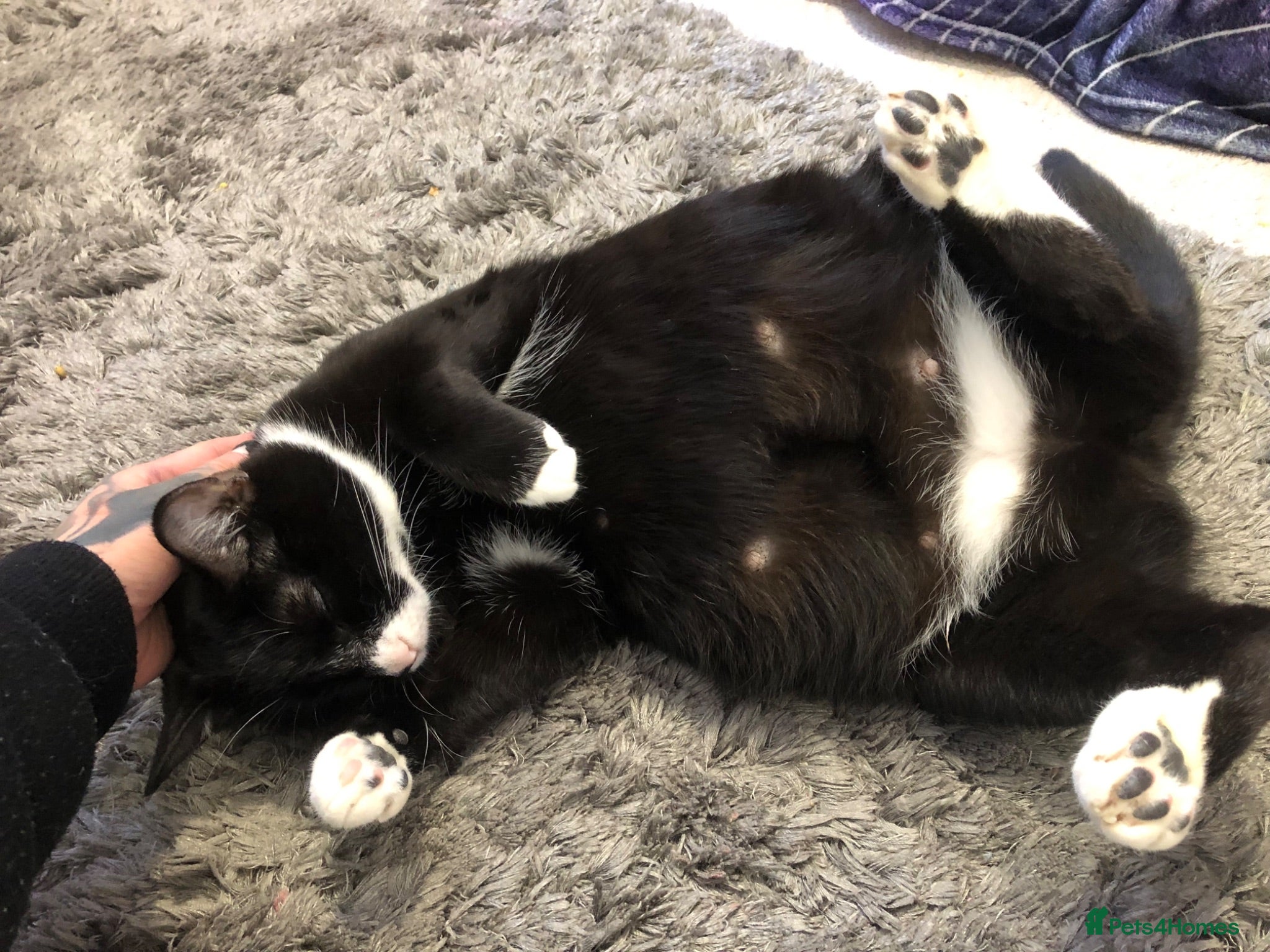 Khao Manee cats 4 months old khao manee kitten for sale male  - Advert 2