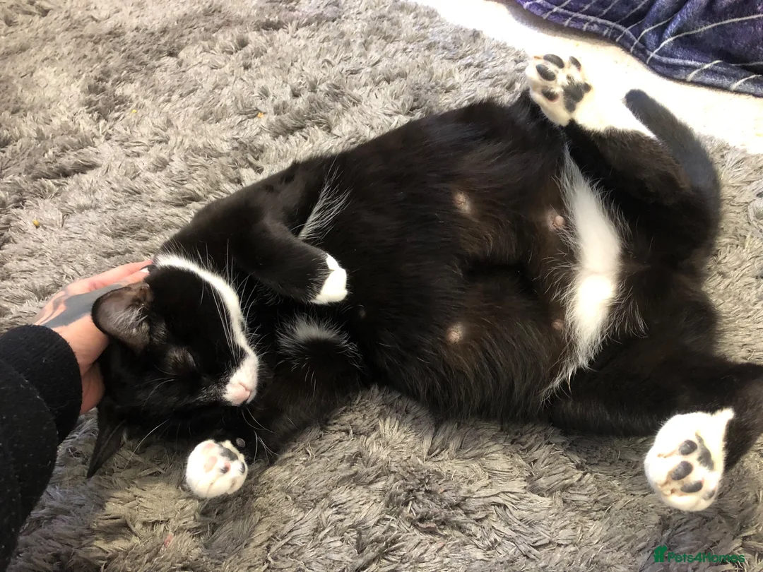 Khao Manee cats for sale: 4 months old khao manee kitten for sale male  - Advert 1