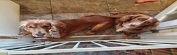 Cocker Spaniel dogs for sale: Working Cocker Spaniel Puppies  in Pulborough - Advert 12