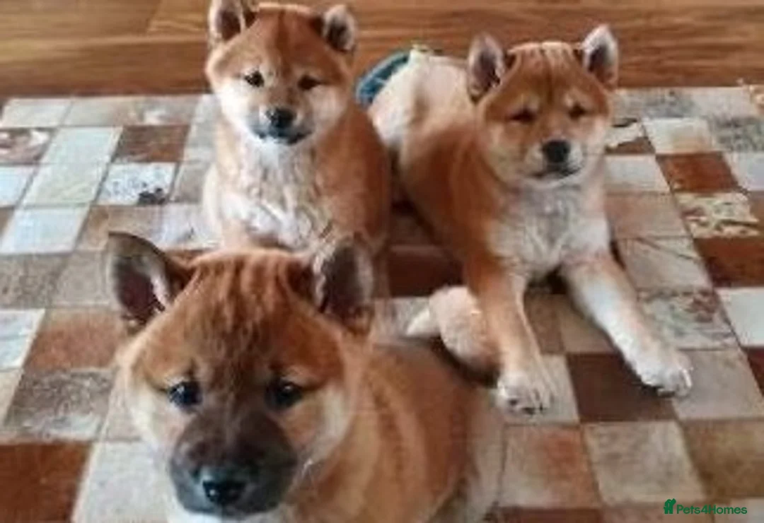 Japanese Shiba Inu dogs for stud: KC Registered Shiba Inu Stud Dog in Newcastle upon Tyne - Advert 11