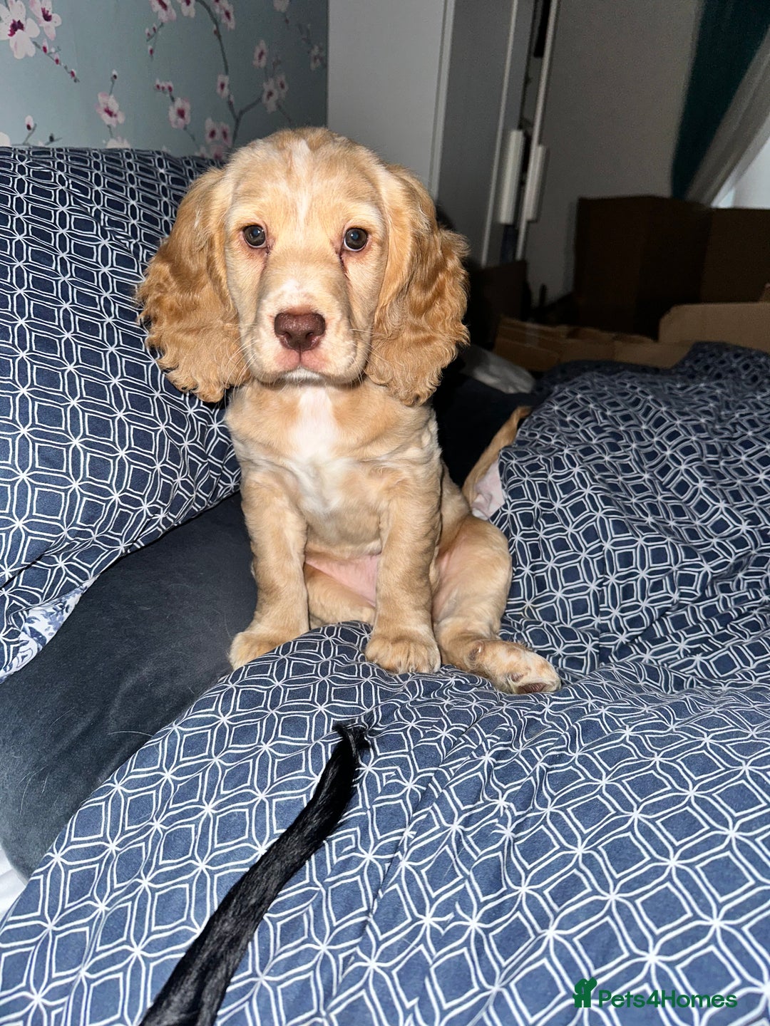 Cocker Spaniel dogs for sale: Working Cocker Spaniel Puppies - Advert 12