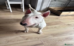 English Bull Terrier dogs for sale: Quality English bull terrier .  - Image 3