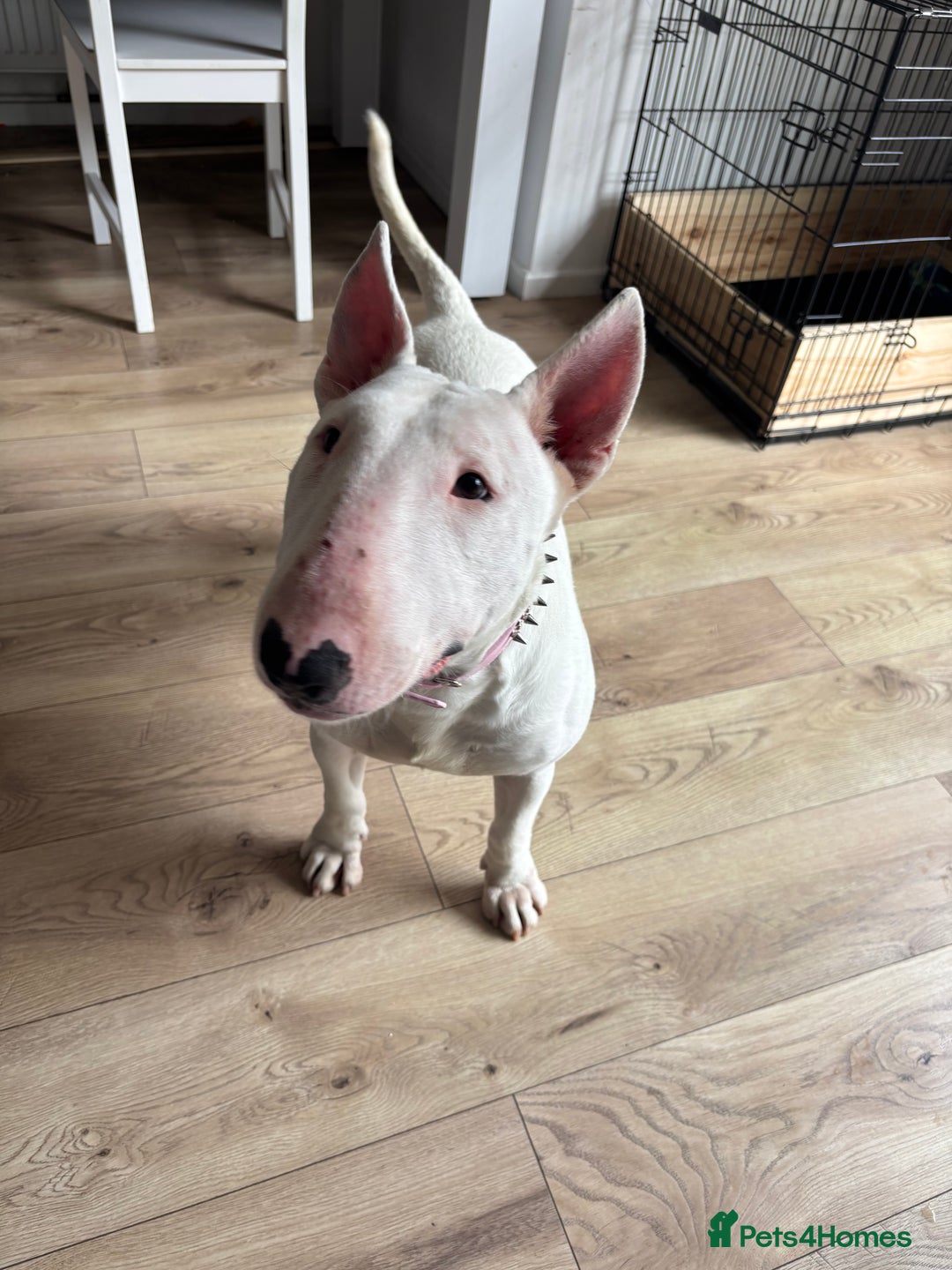English Bull Terrier dogs for sale: Quality English bull terrier .  - Image 3