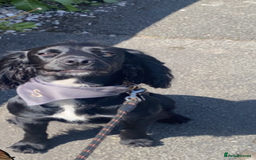 Cocker Spaniel dogs for stud: KC registered Cocker Spaniel Striker for stud - Image 20