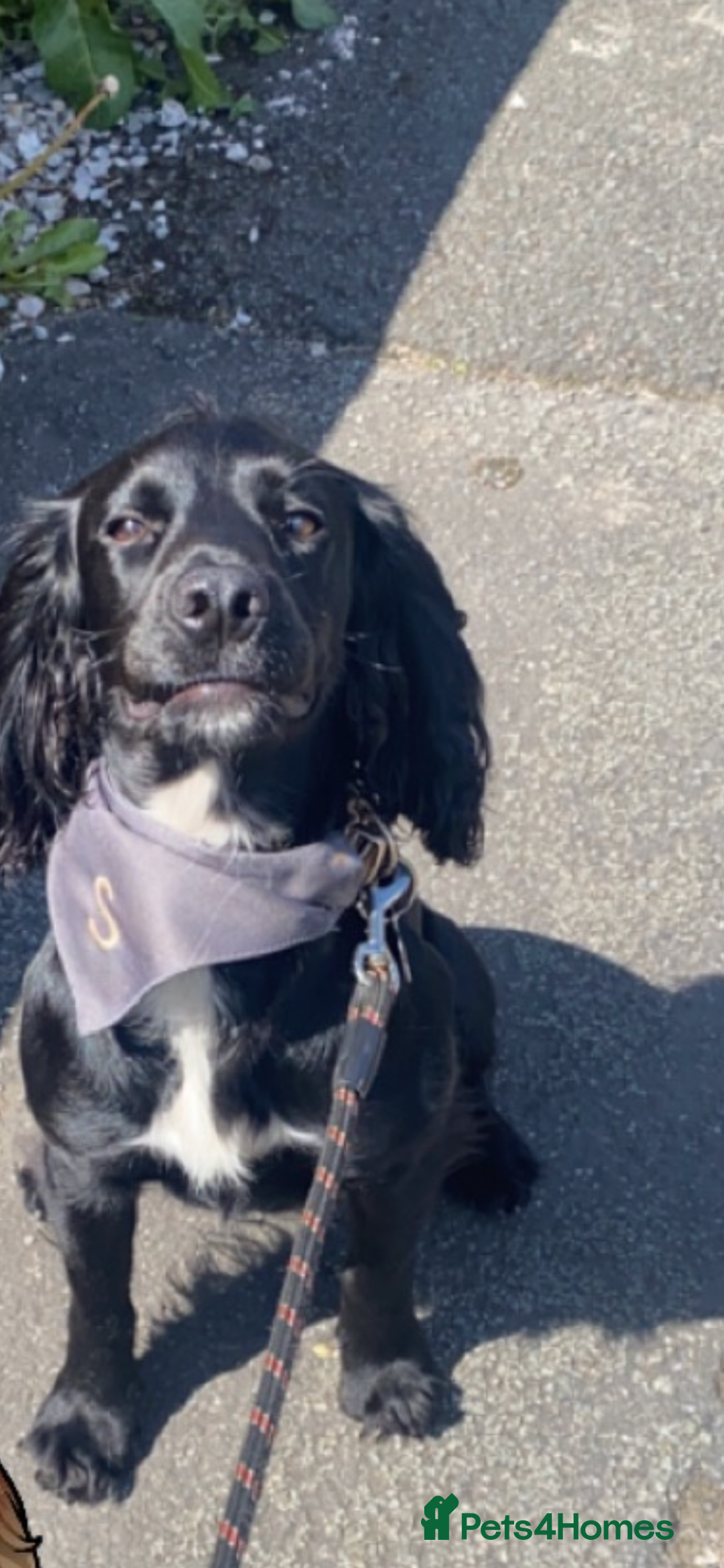 Cocker Spaniel dogs for stud: KC registered Cocker Spaniel Striker for stud - Image 20