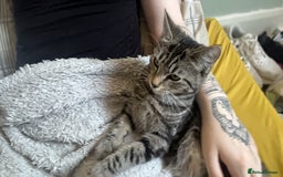 Domestic Shorthair cats for sale: Mum and two kittens 🩷 - Image 10