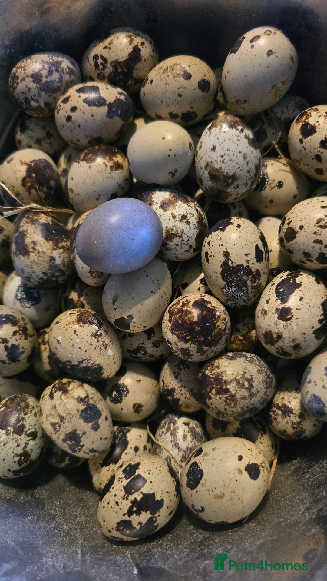 Quail poultry for sale: FERTILE COTURNIX EGGS  - Advert 1