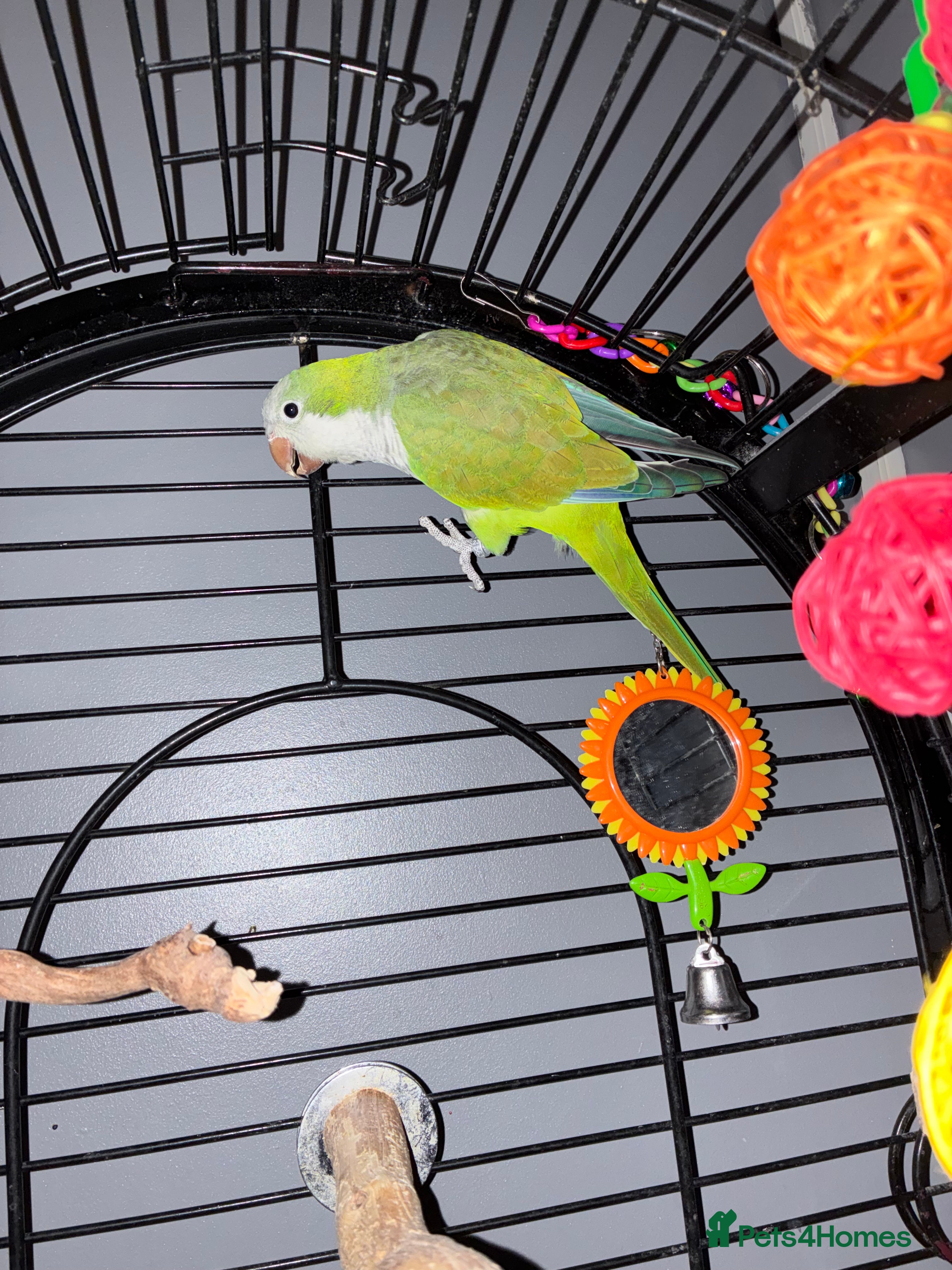 Parrots birds Quaker parrot  - Advert 1