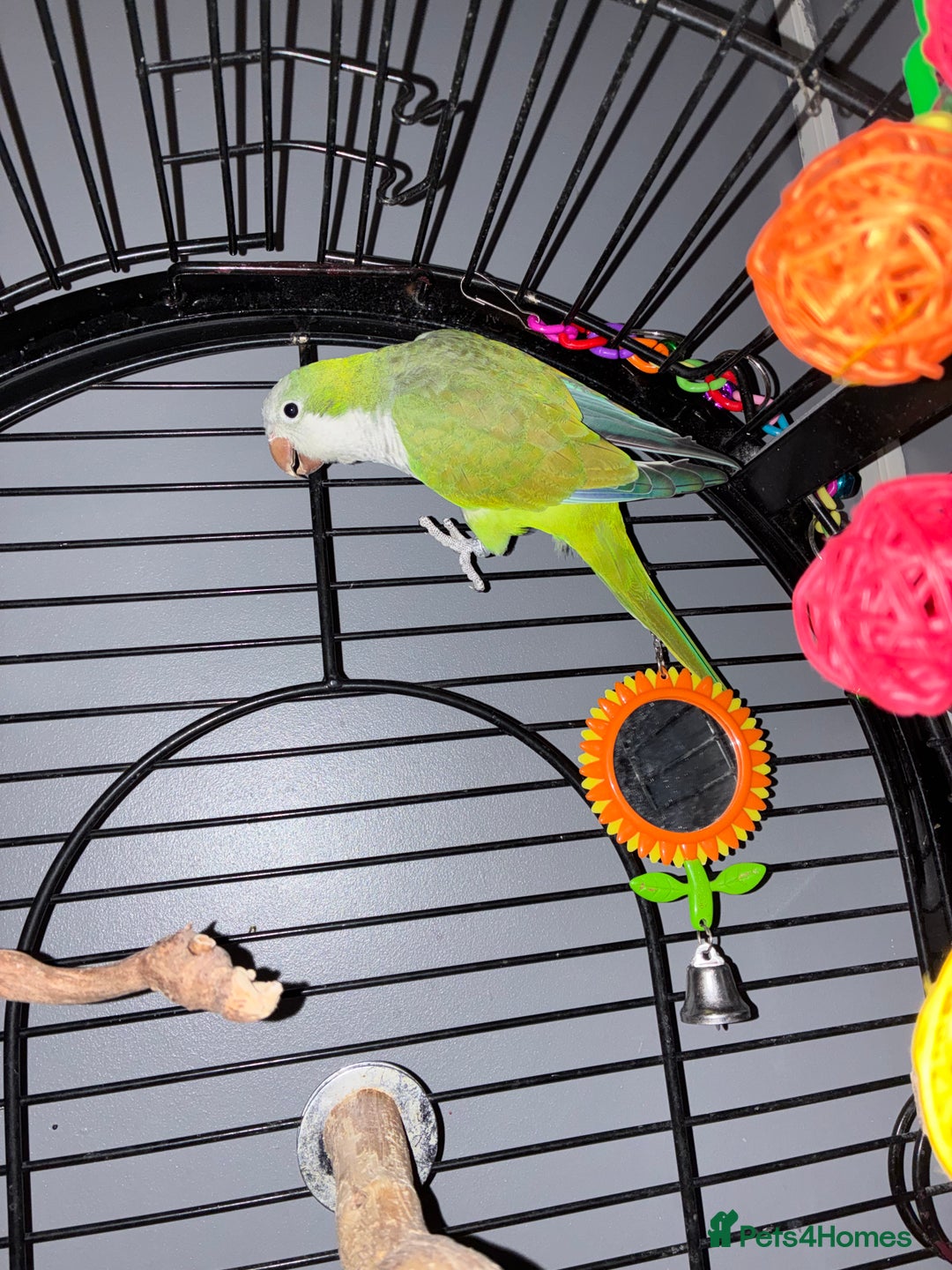 Parrots birds for sale: Quaker parrot  - Advert 1