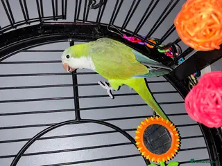 Parrots birds Quaker parrot - Advert 9