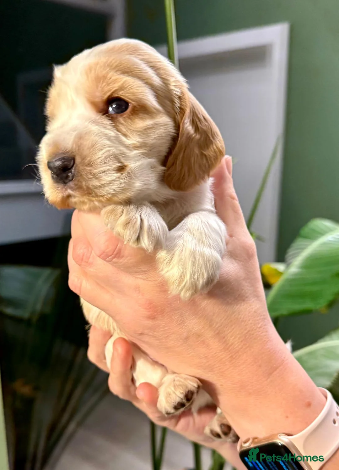 Cocker Spaniel dogs for sale: Gorgeous KC/Full Health Cocker Spaniel show type - Advert 28