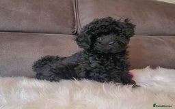 Cockapoo dogs for sale: Adorable best friend pups, sold fully vaccinated - Advert 15