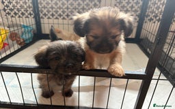 Mixed Breed dogs for sale: Fluffy Frenchie x Jackapoo  - Image 26
