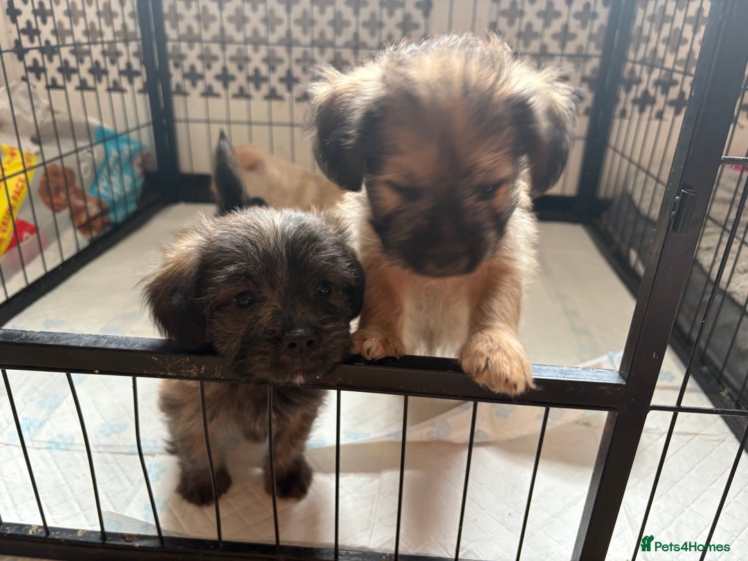 Mixed Breed dogs for sale: Fluffy Frenchie x Jackapoo  - Image 26